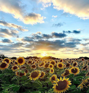 Meet your Posher, Keira